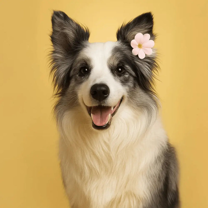 Pet portrait image for nail customization